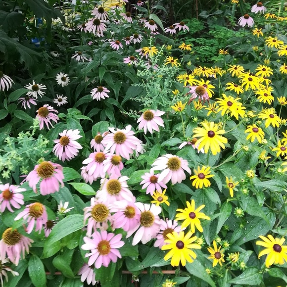 Meet your Posher, Maya - Picture 1 of 1